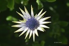 La primavera  arrivata
