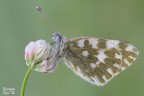 Pontia edusa