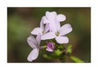 Brassicaceae