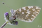Pontia edusa