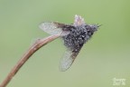 Bombylella atra