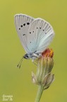 Glaucopsyche alexis