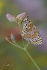 Melitaea didyma_DSC0959