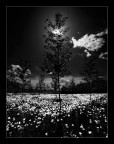 Dark
