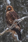 Aquila reale
