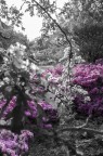 Bicolor