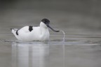 L'avocetta, limicolo molto particolare per via del suo becco all'ins, crea un bel "gioco d'acqua" quando tira su la testa dall'acqua alta.