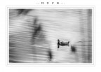 ::: D U C K :::