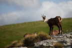 Il camoscio