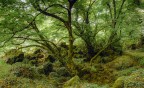 Bosco del Sasseto.