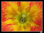 Fiore