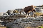 Il camoscio 2