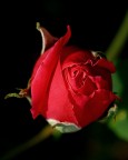 ***Rosa Rossa***