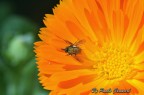 Sopra la calendula