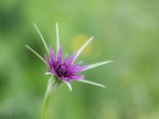 Fiore di Trifoglio