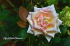 Nel mio giardino