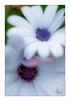 Delicatamente