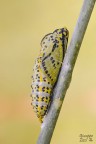 Aporia crategi
