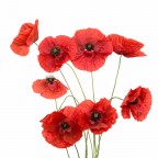 rosso papavero rosso papavero