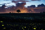 Quando la natura dipinge. Lucciole.