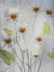 fiori di campo