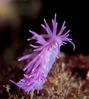 Flabellina rosa - Secca Santo Stefano , Arma di Taggia