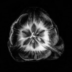 Tulipano nero Tulipano nero