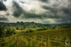Casa tra le vigne