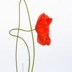 fiori di campo