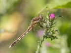 Libellula