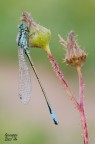 Ischnura elegans