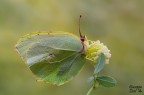 Gonepteryx rhamni