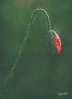 botanica magnifica