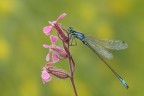 Ischnura elegans_Codazzurra comune