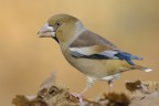 Frosone_DSC4125