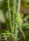 Macro