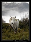 Mucca