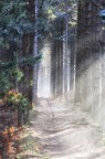 Uno dei sentieri da me preferiti tra i boschi dell'Aspromonte