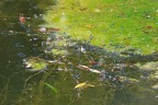 Spawning