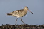 Pittima minore_Limosa lapponica_DSC1714