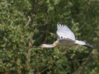 Spatola in volo