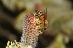 350 D 1/200 flash della macchina. iso 100 f11 100 mm canon macro.
Suggerimenti e critiche sono sempre ben accetti