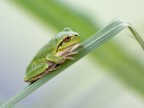Raganella