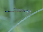 Damigella blu