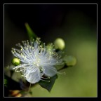 Mirto in fiore.