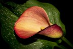 Una calla colorata
Spero sia di vostro gradimento, in ogni caso critiche e commenti sempre graditi e utili.