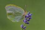 Cedronella