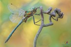 Somatochlora meridionalis