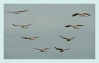 dinamica di un volo..