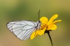 Aporia crataegi